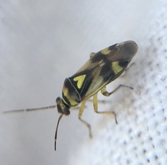 Orthops