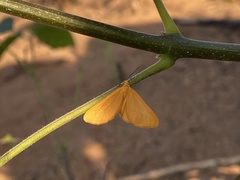 Eubaphe