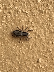 Menemerus bivittatus