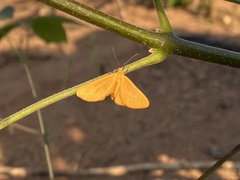 Eubaphe