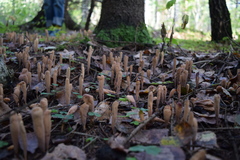 Clavariadelphus ligula