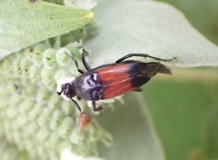 Macrosiagon cruenta