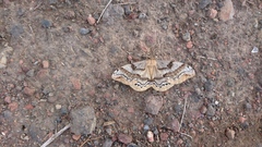 Arsenura polyodonta