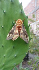 Citheronia beledonon