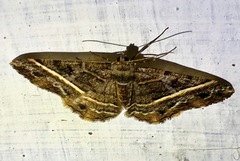 Harutalcis atrostipata