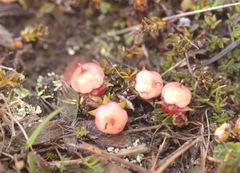 Gaultheria parvula