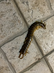 Scolopendra cingulata