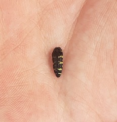 Acmaeodera macra