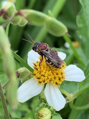 Triepeolus rufithorax