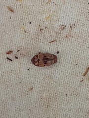 Cryptocephalus mutabilis