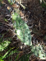 Opuntia sulphurea