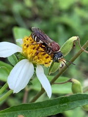 Triepeolus rufithorax