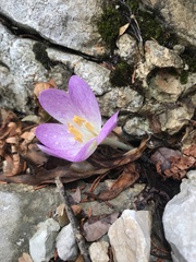 Colchicum actupii