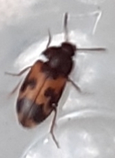 Mycetophagus flexuosus