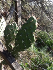 Opuntia sulphurea