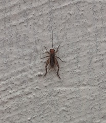 Allonemobius maculatus