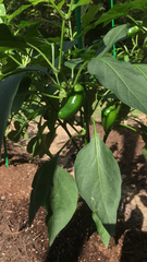 Phyciodes phaon jalapeno