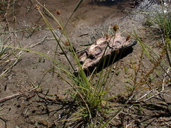 Carex athrostachya