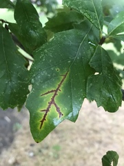 Apiognomonia errabunda