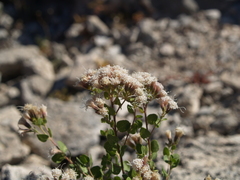 Ageratina calaminthifolia