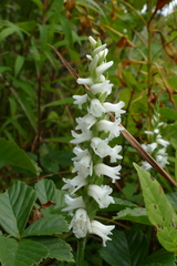 Spiranthes arcisepala