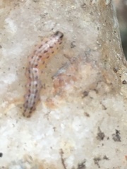 Scolecocampa liburna