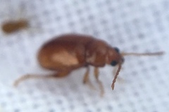 Neocrepidodera ferruginea