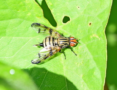 Otites formosa