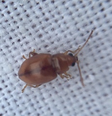Neocrepidodera ferruginea