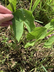 Sagittaria australis