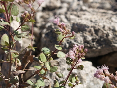 Ageratina calaminthifolia