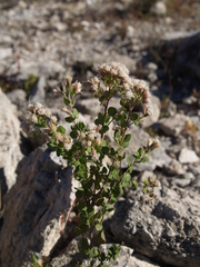 Ageratina calaminthifolia