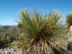 Dasylirion miquihuanense