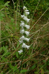 Spiranthes arcisepala