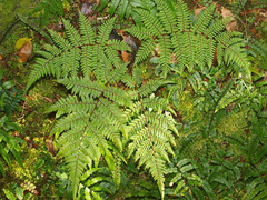 Cyathea colensoi