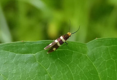 Micropterix aureatella