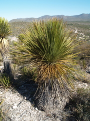 Dasylirion miquihuanense