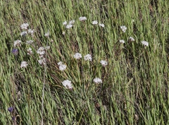 Allium haematochiton