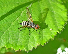 Otites formosa