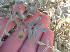 Psorothamnus arborescens