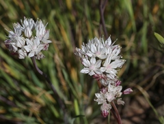 Allium haematochiton