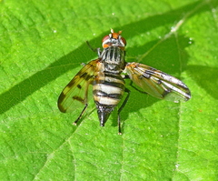 Otites formosa