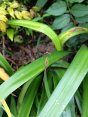 Tetragnatha praedonia