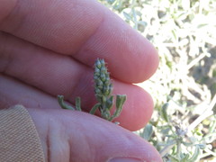 Psorothamnus arborescens