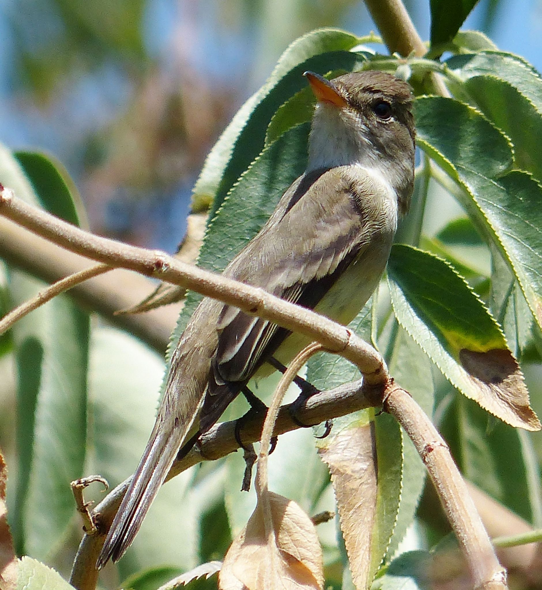 Southwestern Willow Flycatcher