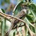 Southwestern Willow Flycatcher - Photo (c) Mickey Long, some rights reserved (CC BY-NC), uploaded by Mickey Long