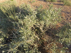Psorothamnus arborescens