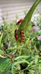 Oncopeltus fasciatus