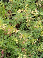 Alchemilla procumbens