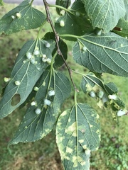 Pachypsylla celtidismamma